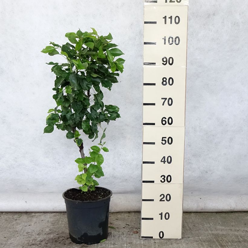 Ejemplar de Peral enano Louisa (Luisa) Maceta 7,5L/10LAltura de entrega aprox. 60/80cm entregado en verano