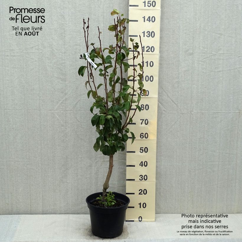 Ejemplar de Pera Jeanne d’Arc Maceta 7,5L/10L, CopaAltura de entrega aprox. 140/160cm entregado en verano