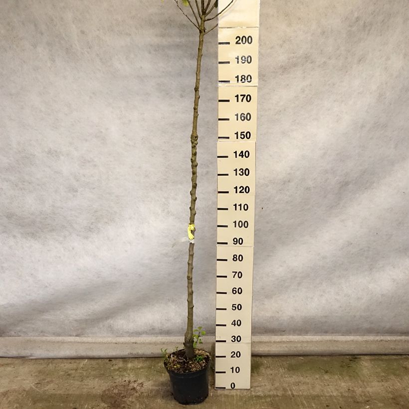 Ejemplar de Pera Triomphe de Vienne Maceta 7,5L/10L, Tallo alto entregado en otoño