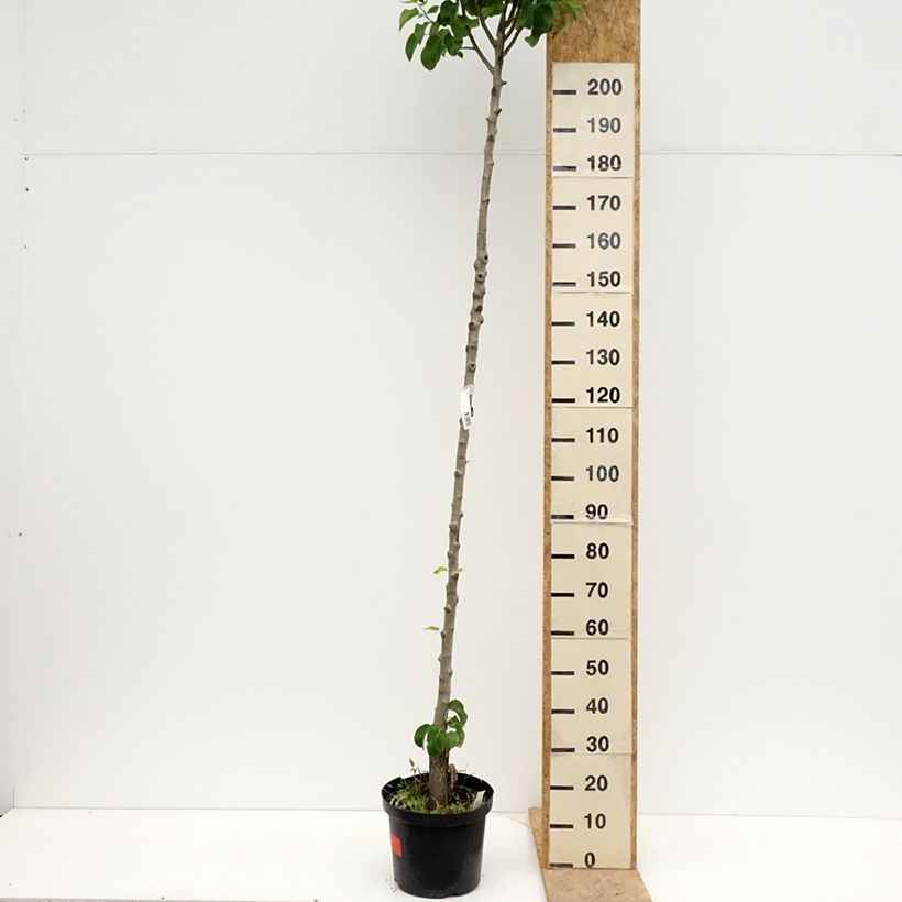 Pera Triomphe de Vienne Maceta 7,5L/10L, Tallo altoAltura de entrega aprox. 175/+cm Ejemplar entregado en la primavera