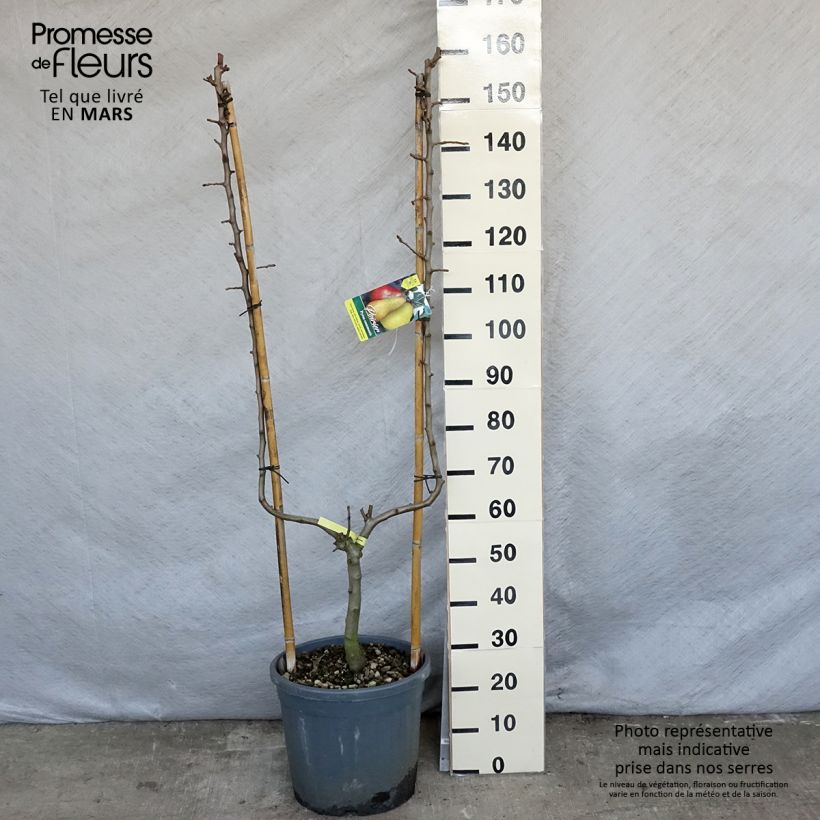 Poirier William's - Palmette simple U Ejemplar entregado en la primavera