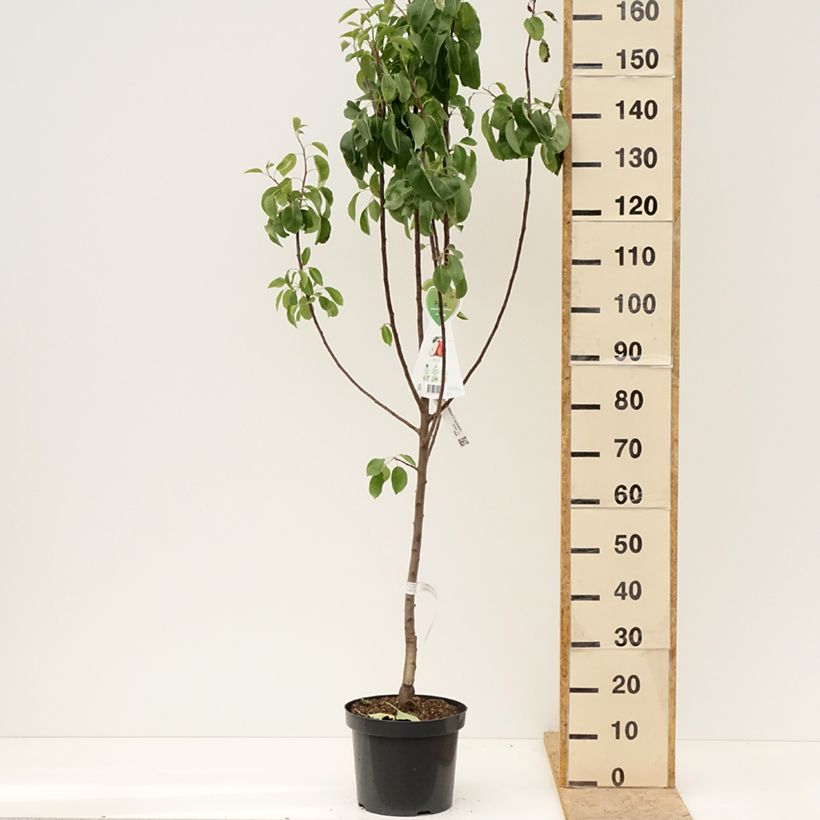 Pera William's Rouge Maceta 7,5L/10L, CopaAltura de entrega aprox. 140/160cm Ejemplar entregado en la primavera