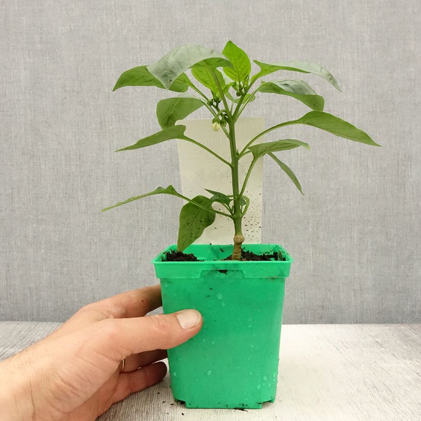 Pimiento Velvet F1 Maceta de 10 cm/11 cm Ejemplar entregado en la primavera