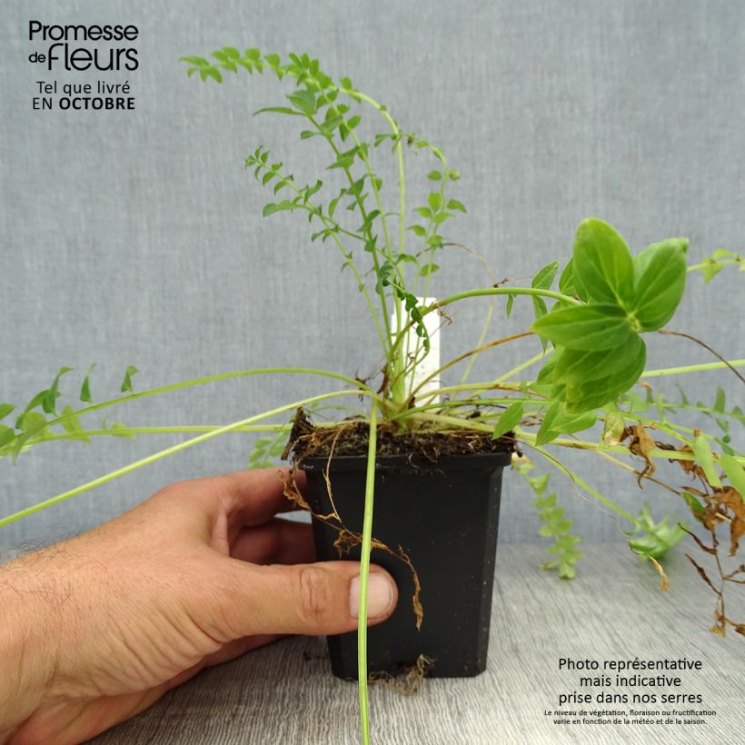 Ejemplar de Polemonium caeruleum Album - Valeriana griega Maceta de 8/9 cm entregado en otoño
