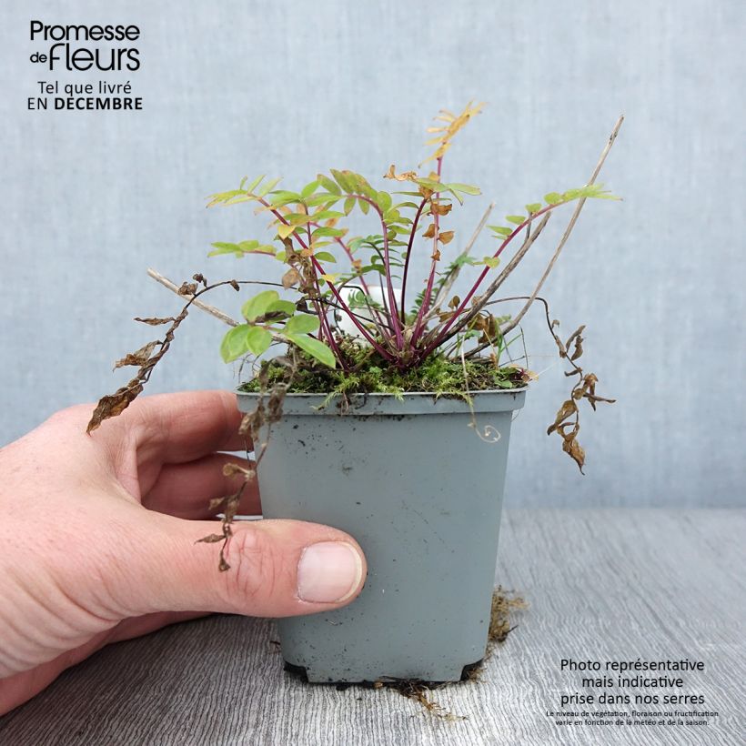 Ejemplar de Polemonium caeruleum Lambrook Mauve - Valeriana griega Maceta de 8/9 cm entregado en otoño
