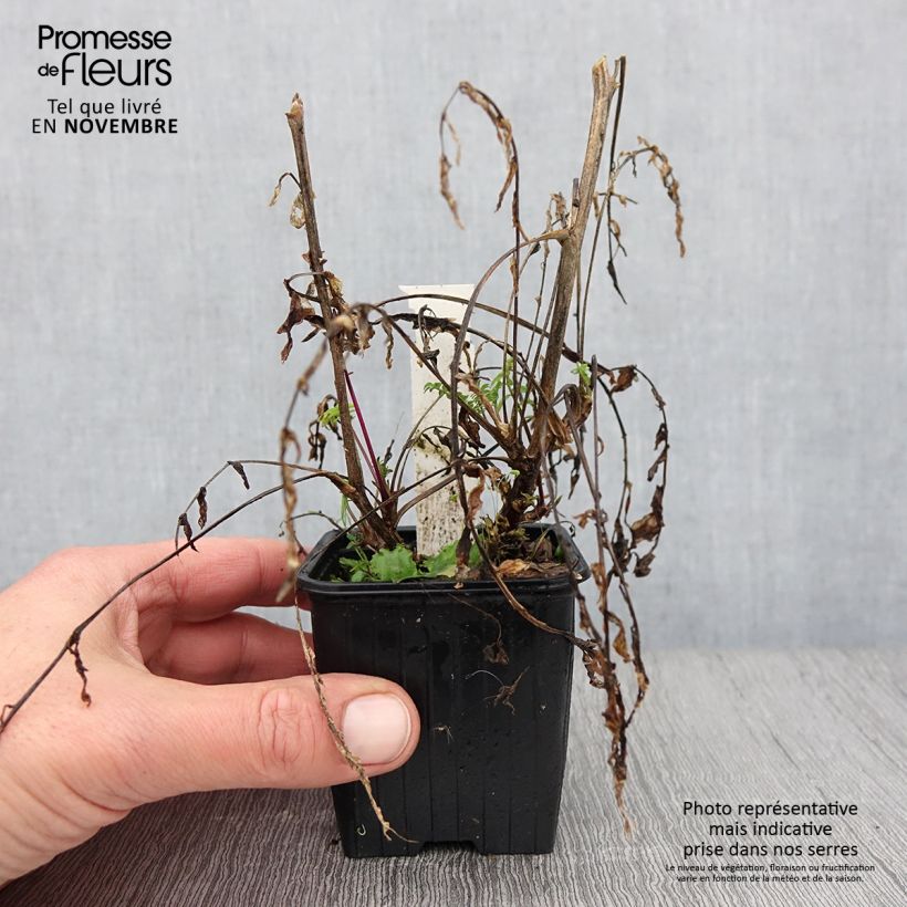 Ejemplar de Polemonium carneum Apricot Delight Maceta de 8/9 cm entregado en otoño