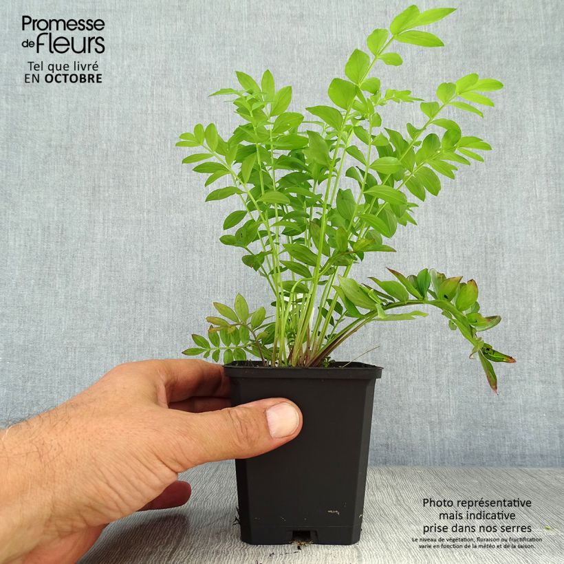 Ejemplar de Polemonium reptans Blue Pearl Maceta de 8/9 cm entregado en otoño