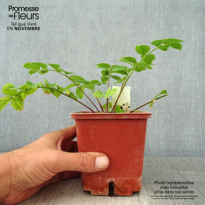 Ejemplar de Polemonium reptans Stairway to Heaven Maceta 1L/1,5L entregado en otoño