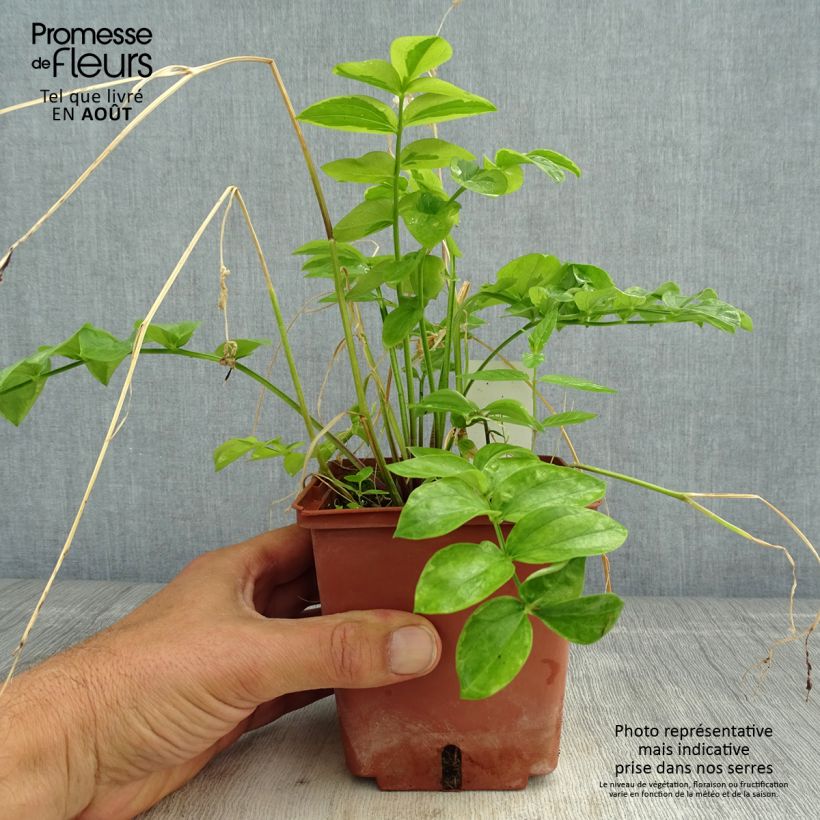 Ejemplar de Polemonium reptans Stairway to Heaven Maceta 1L/1,5L entregado en verano
