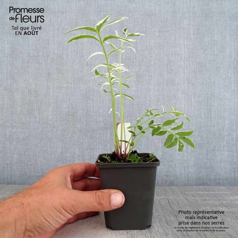 Ejemplar de Polemonium reptans Touch of Class - Valériane grecque rampante Godet de 9cm entregado en verano