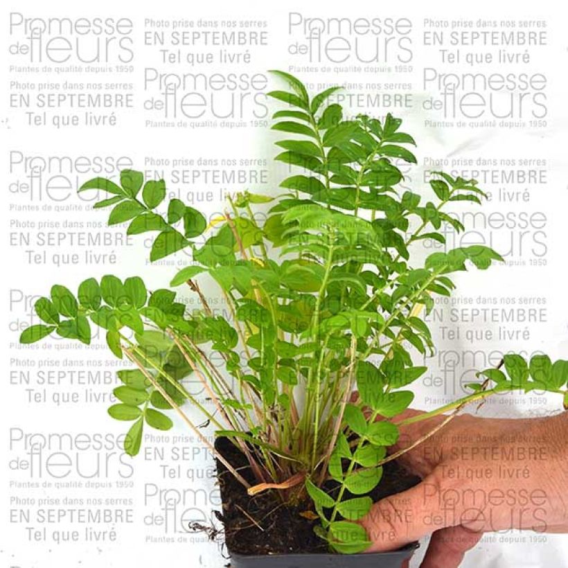 Ejemplo de ejemplar de Polemonium Sonia's Bluebell Maceta de 8/9 cm tal y como se entrega
