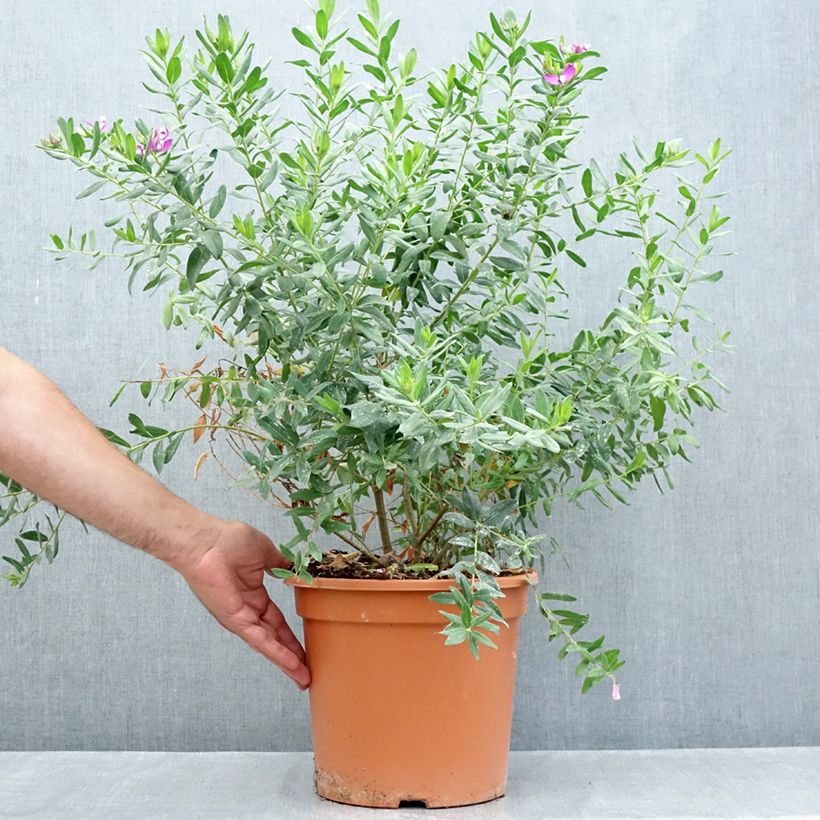 Ejemplar de Polygala myrtifolia Maceta 7,5L/10L entregado en verano