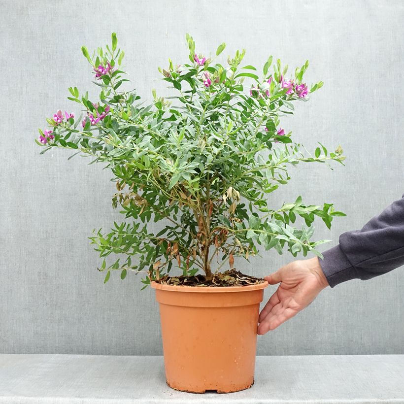 Polygala myrtifolia - Polygale à feuilles de myrte - Pot de 7,5L/10L Ejemplar entregado en la primavera