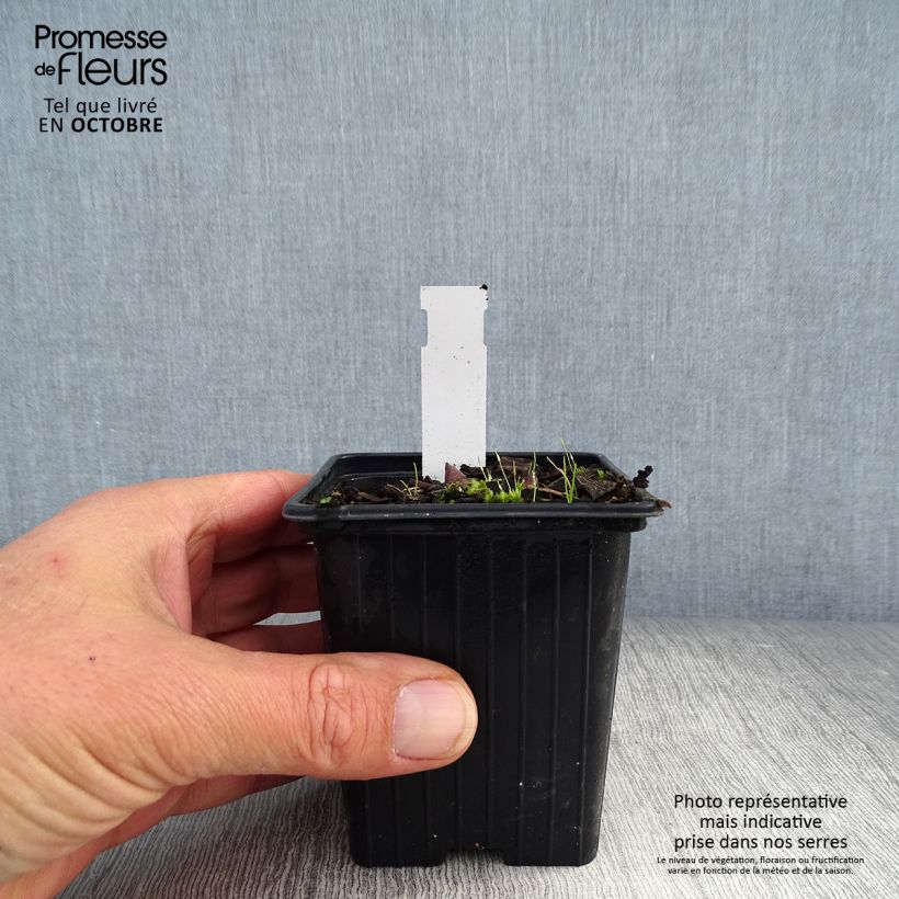 Ejemplar de Polygonatum Weihenstephan - Sello de Salomón Maceta de 8/9 cm entregado en otoño