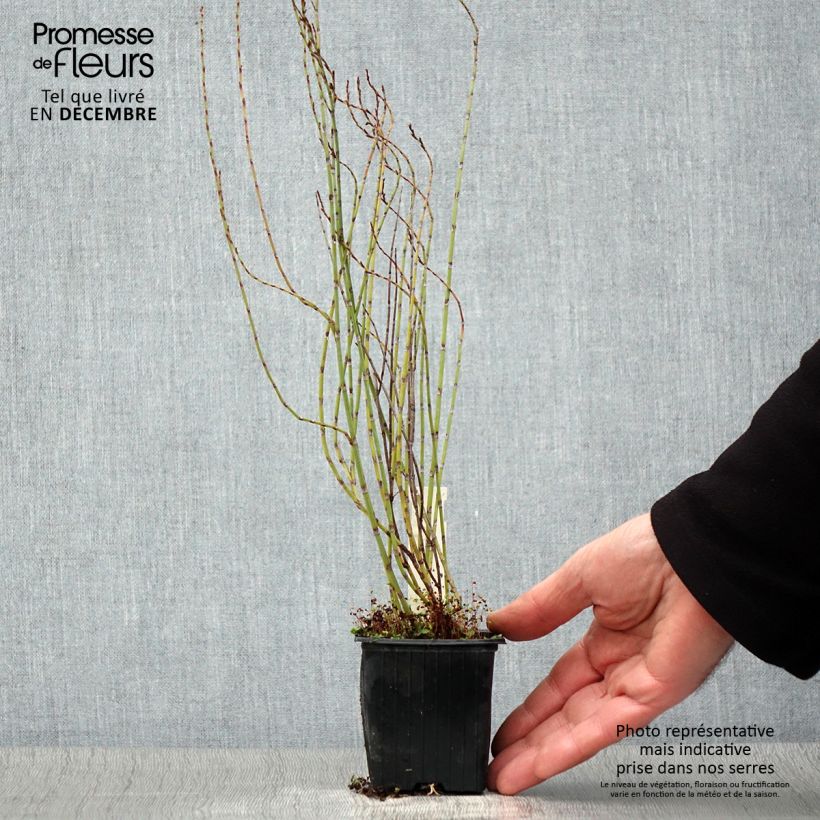 Ejemplar de Polygonum scoparium Maceta de 8/9 cm entregado en otoño