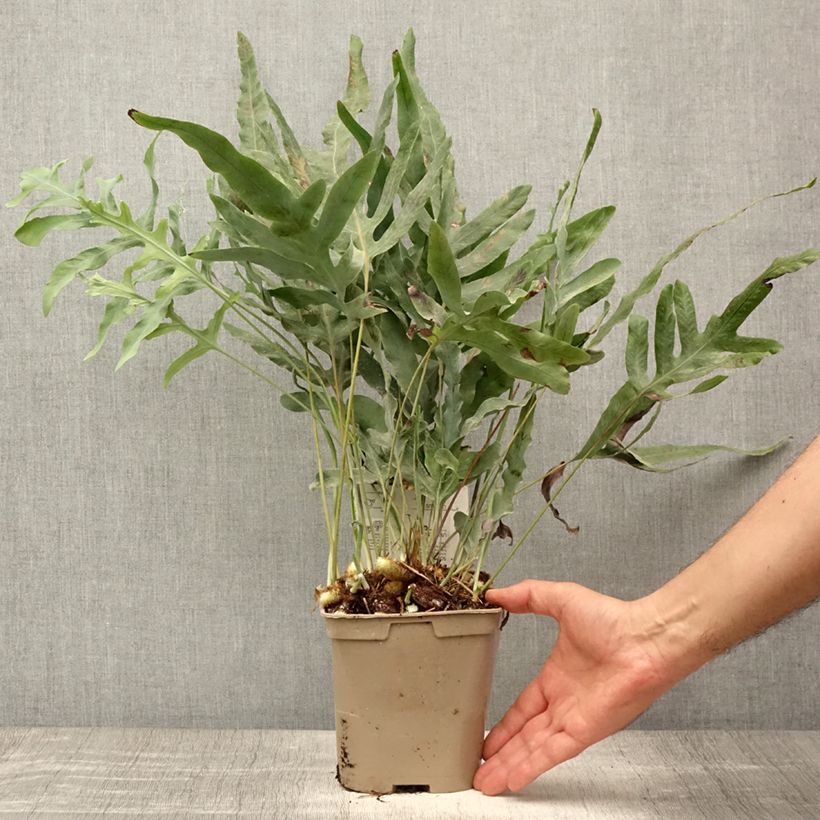 Ejemplar de Phlebodium pseudoaureum - Helecho Maceta 2L/3L entregado en verano