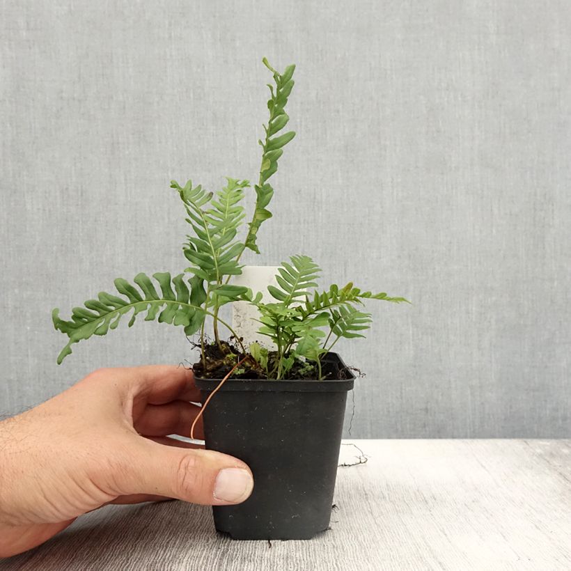 Ejemplar de Polypodium vulgare Bifido Multifidum - Helecho Maceta de 8/9 cm entregado en otoño