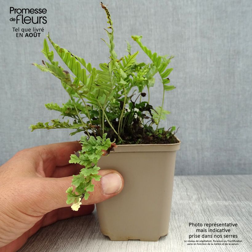 Ejemplar de Polypodium vulgare Bifido Multifidum - Helecho Maceta de 8/9 cm entregado en verano