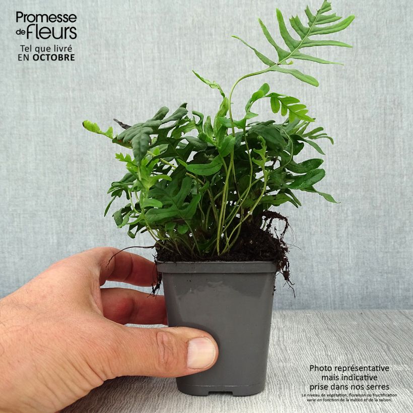 Ejemplar de Polypodium vulgare - Helecho Maceta de 8/9 cm entregado en otoño