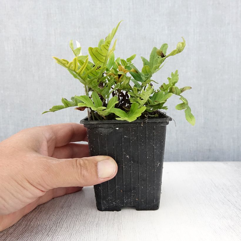 Ejemplar de Polypodium cambricum Whitley Giant - Helecho Maceta de 8/9 cm entregado en verano