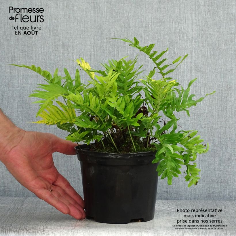 Ejemplar de Polypodium cambricum Whitley Giant - Helecho Maceta 2L/3L entregado en verano