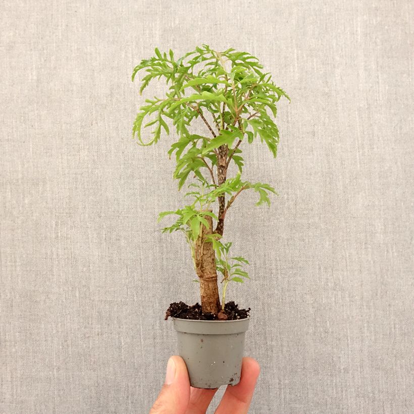 Polyscias filicifolia Mini-plante Ejemplar entregado en la primavera