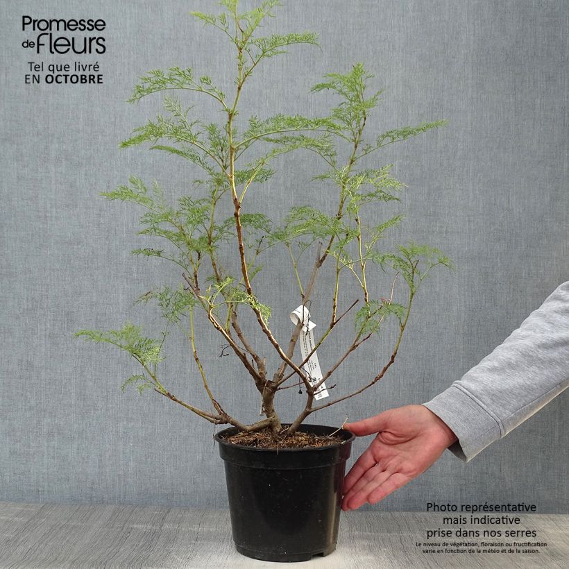 Ejemplar de Polyscias sambucifolia Maceta 4L/5L entregado en otoño