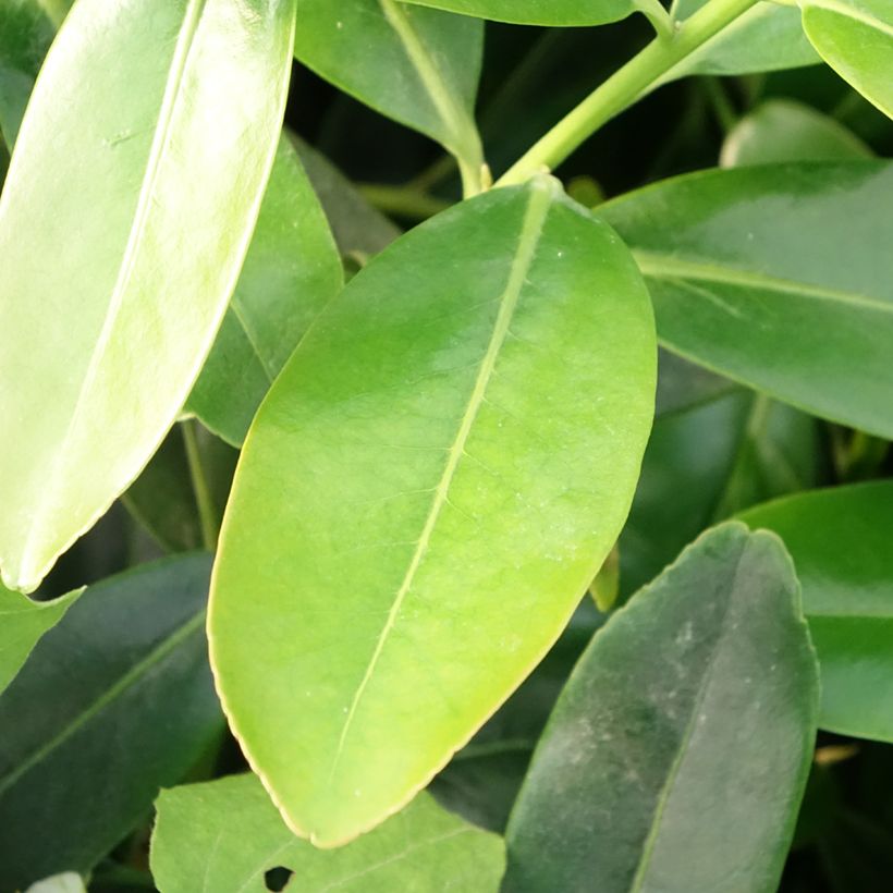 Polyspora axillaris (Follaje)