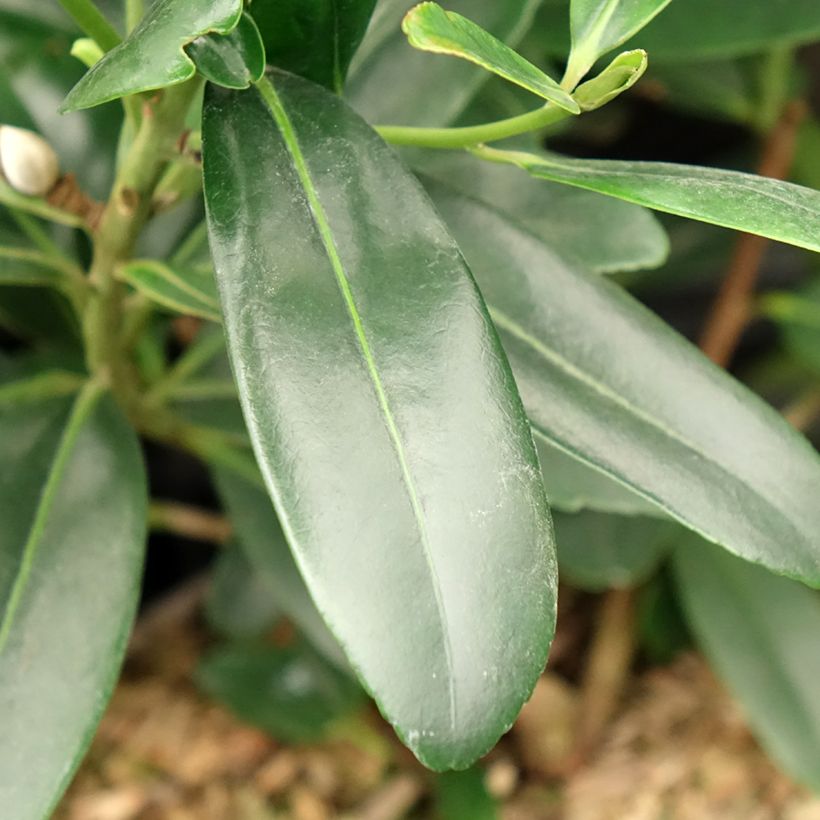 Polyspora axillaris (Follaje)