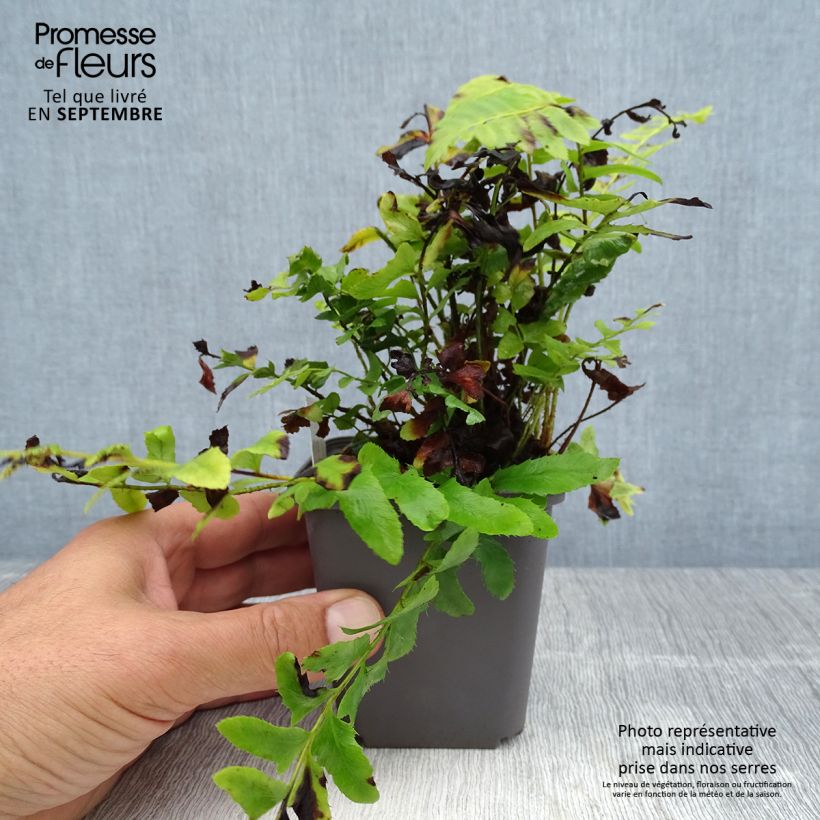 Ejemplar de Polystichum acrostichoides - Helecho navideño Maceta de 8/9 cm entregado en verano