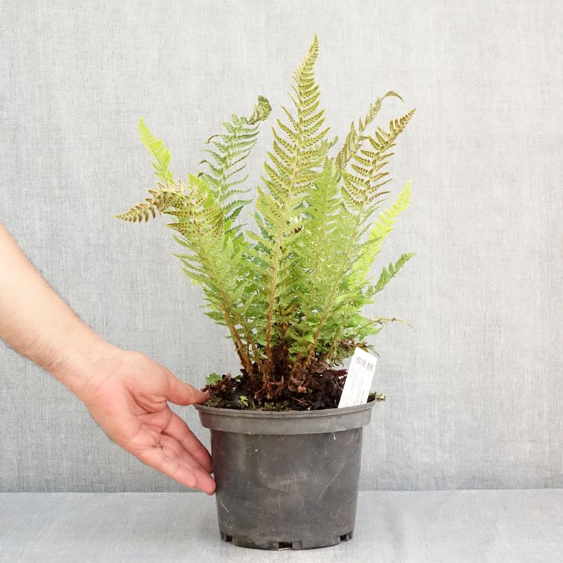 Ejemplar de Polystichum aculeatum - Helecho Maceta 2L/3L entregado en verano