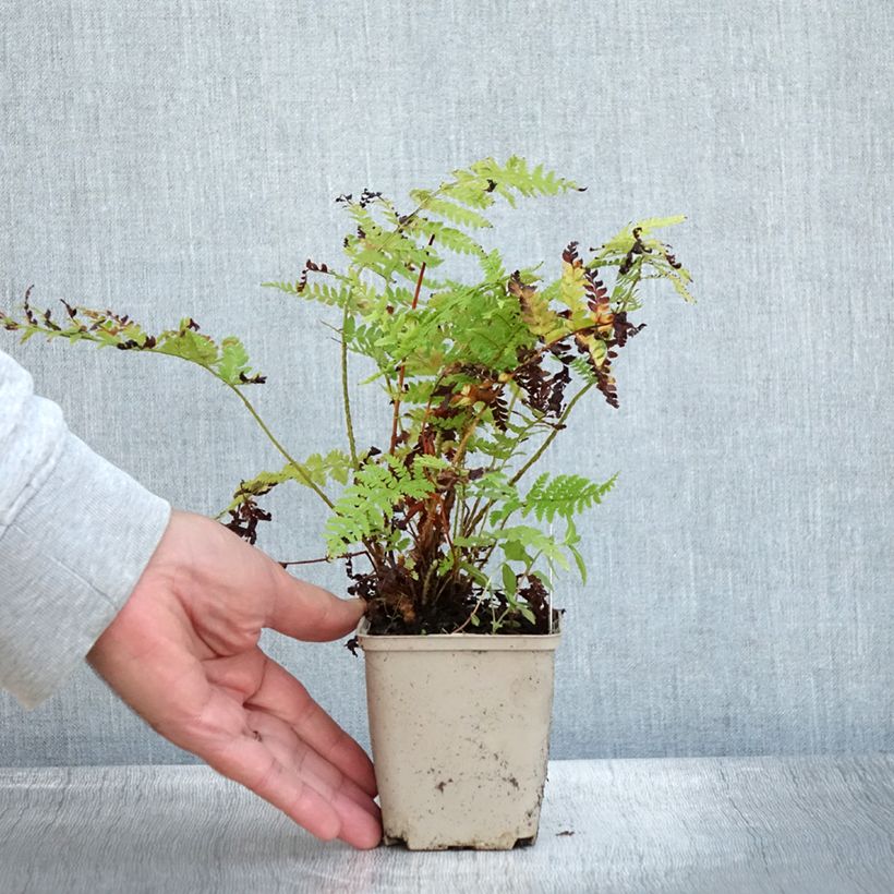 Ejemplar de Polystichum braunii - Helecho Maceta de 8/9 cm entregado en otoño