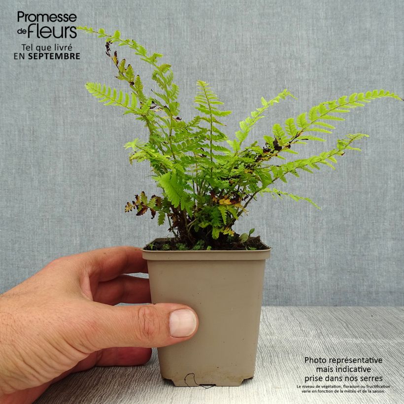 Ejemplar de Polystichum braunii - Helecho Maceta de 8/9 cm entregado en verano