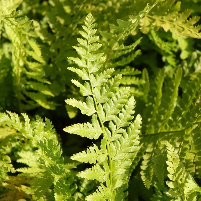 Polystichum braunii - Helecho (Follaje)