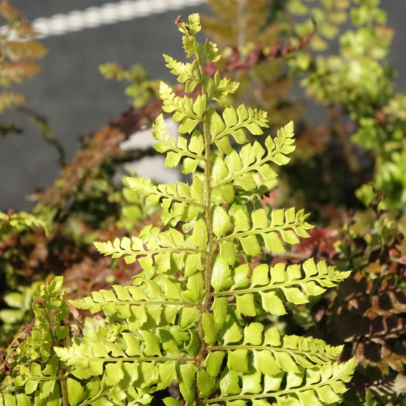 Polystichum makinoi - Helecho (Follaje)