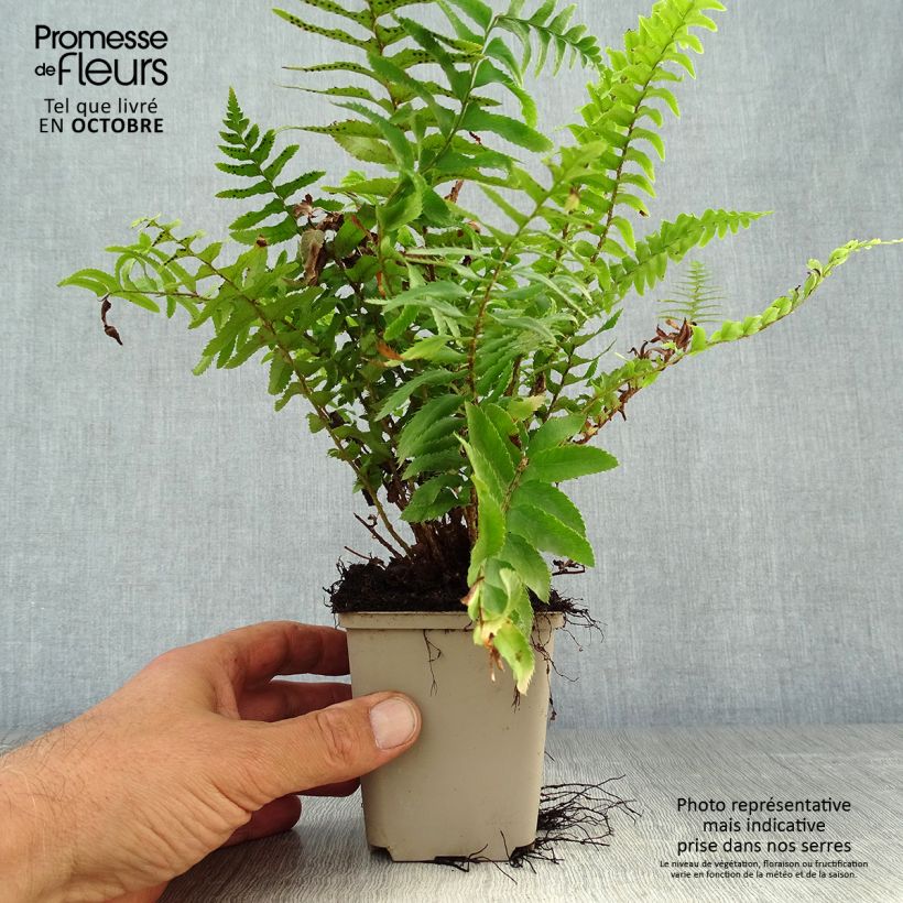Ejemplar de Polystichum munitum - Helecho Maceta de 8/9 cm entregado en otoño