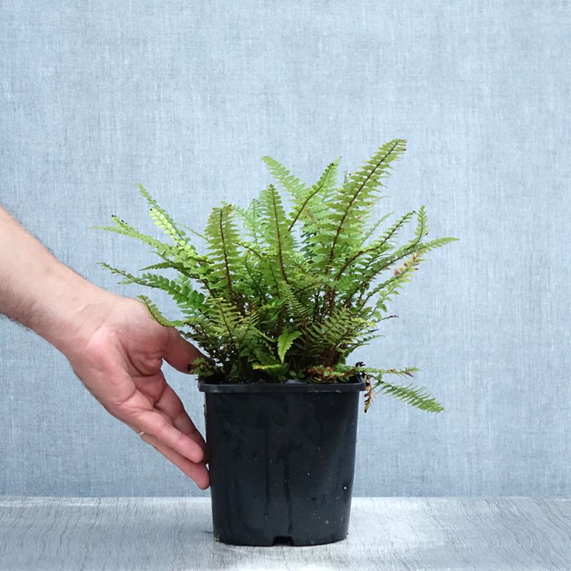 Ejemplar de Polystichum neolobatum - Helecho Maceta 2L/3L entregado en verano