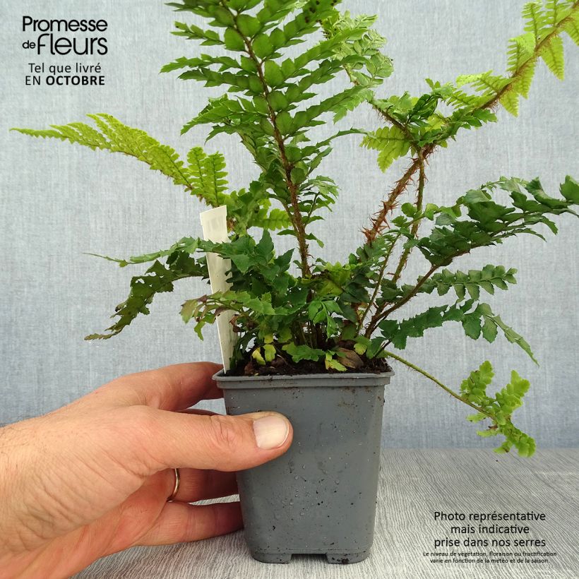 Ejemplar de Polystichum polyblepharum - Helecho Maceta de 8/9 cm entregado en otoño