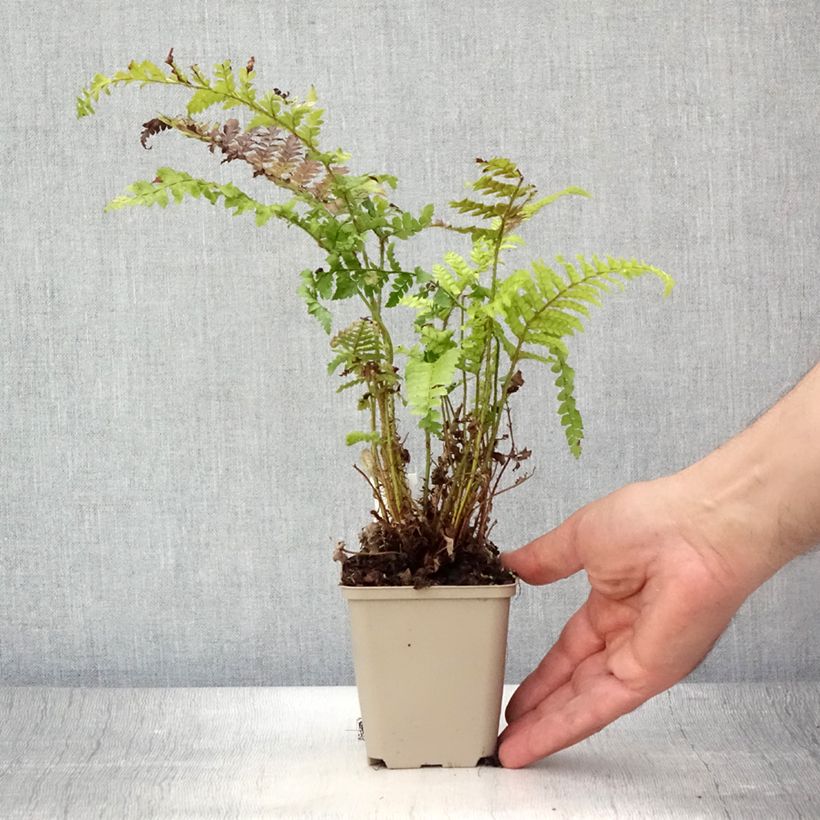Ejemplar de Polystichum polyblepharum - Helecho Maceta de 8/9 cm entregado en verano
