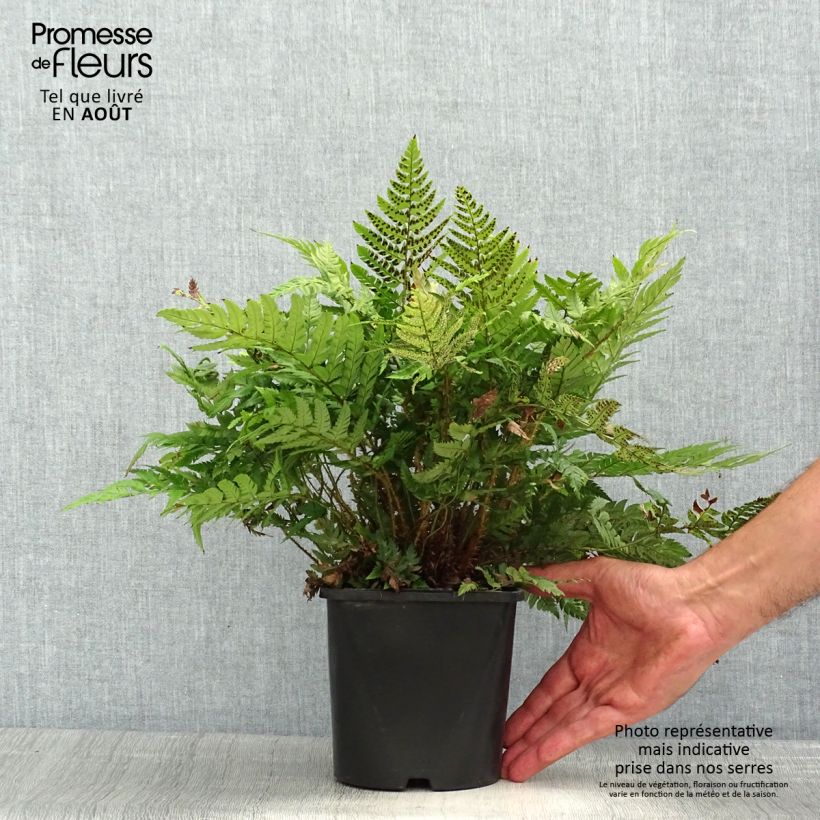 Ejemplar de Polystichum rigens - Helecho Maceta 2L/3L entregado en verano