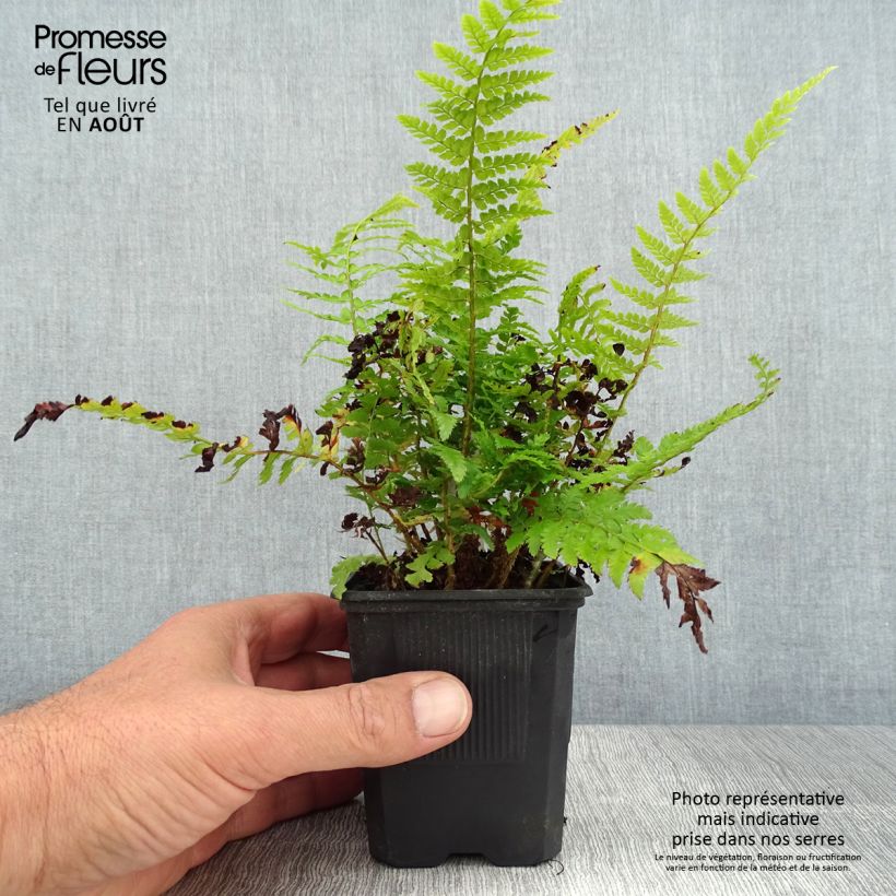 Ejemplar de Polystichum setiferum Densum - Helecho peludo Maceta de 8/9 cm entregado en verano