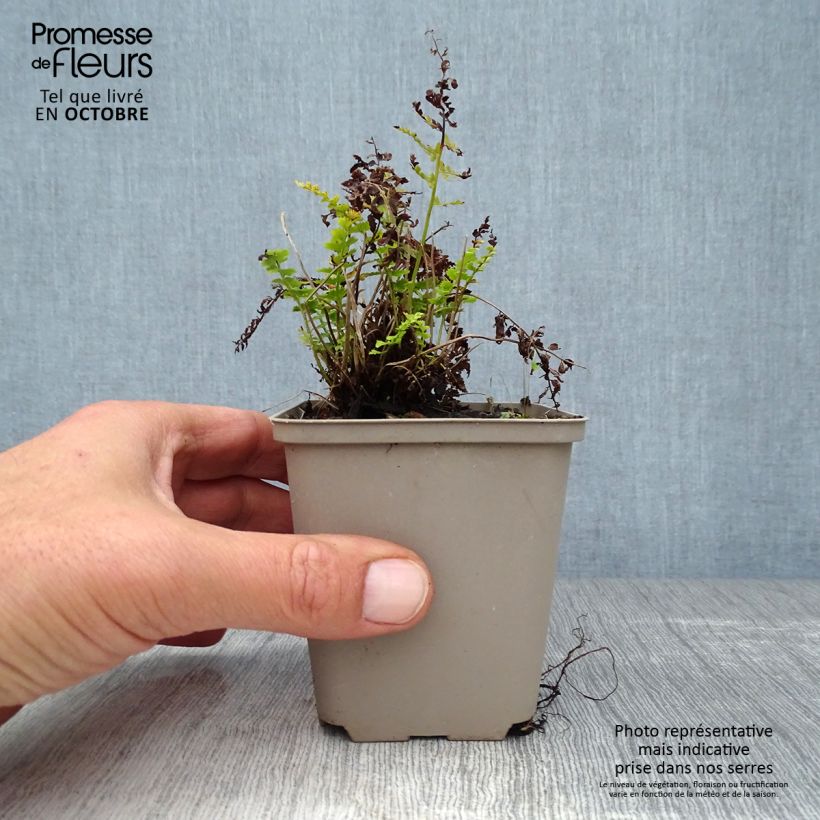 Ejemplar de Polystichum setiferum Herrenhausen - Helecho peludo Maceta de 8/9 cm entregado en otoño