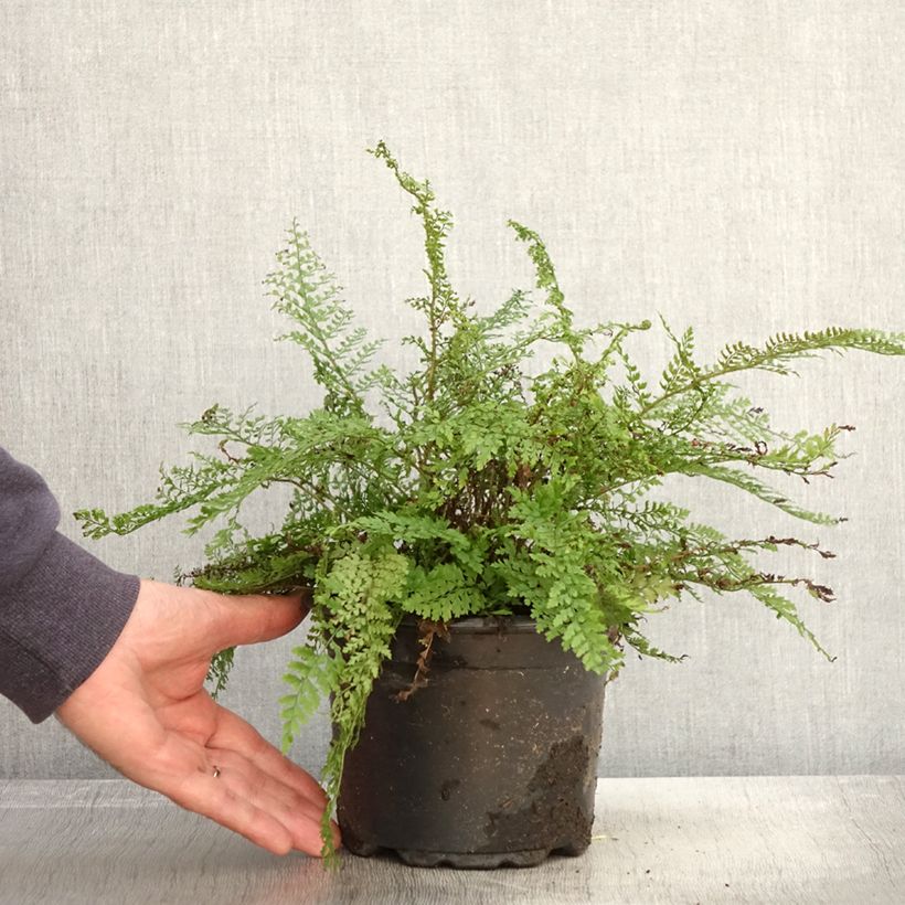 Ejemplar de Polystichum setiferum Herrenhausen - Helecho peludo Maceta 2L/3L entregado en otoño