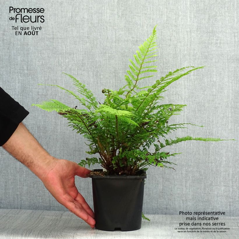Ejemplar de Polystichum setiferum Herrenhausen - Helecho peludo Maceta 2L/3L entregado en verano