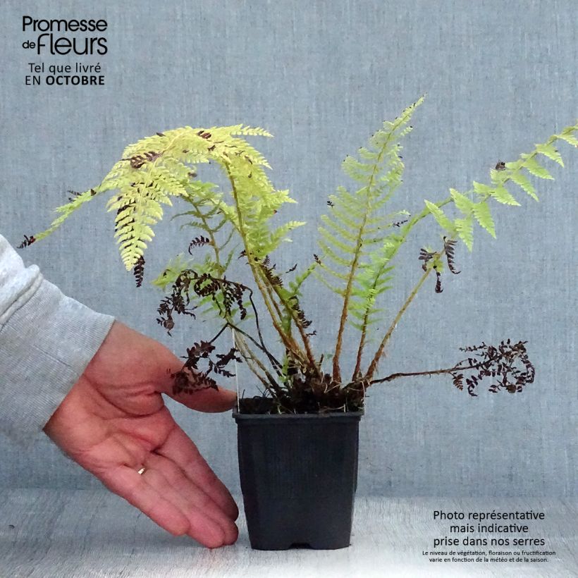 Ejemplar de Polystichum setiferum - Helecho peludo Maceta de 8/9 cm entregado en otoño