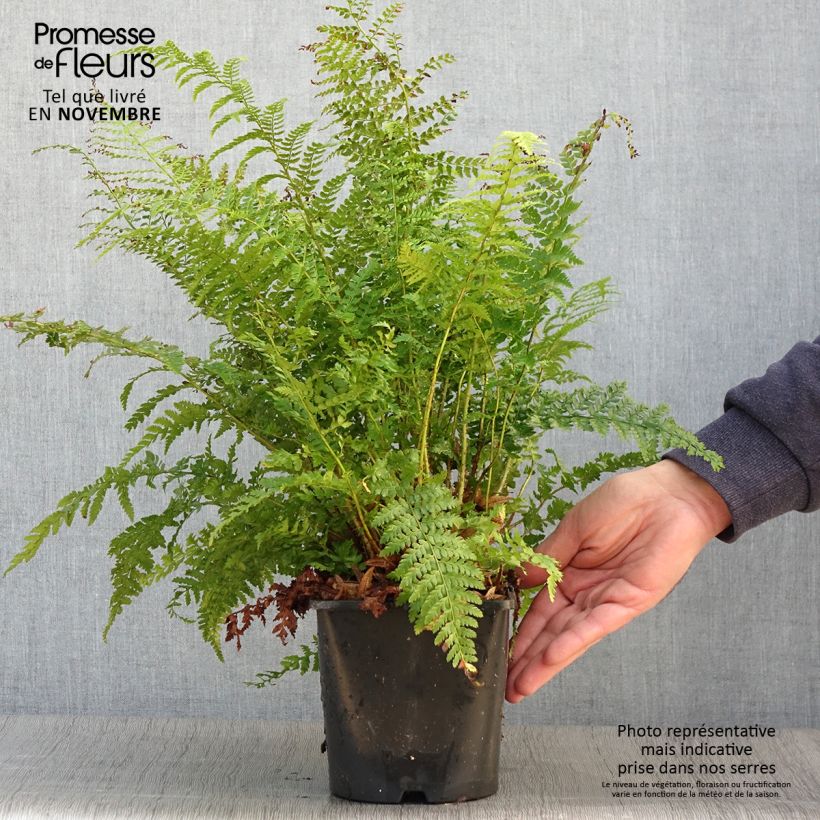Ejemplar de Polystichum setiferum - Helecho peludo Maceta 2L/3L entregado en otoño