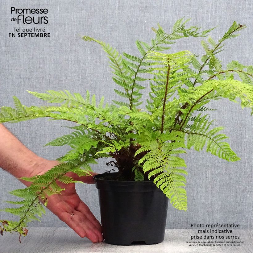 Ejemplar de Polystichum setiferum Plumosum Bevis - Helecho peludo Maceta 2L/3L entregado en verano