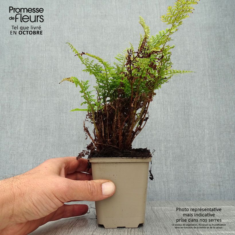 Ejemplar de Polystichum setiferum Plumosum Densum - Helecho peludo Maceta de 8/9 cm entregado en otoño