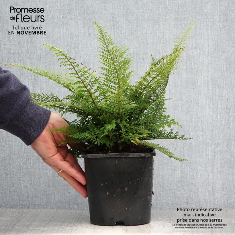 Ejemplar de Polystichum setiferum Plumosum Densum - Helecho peludo Maceta 2L/3L entregado en otoño