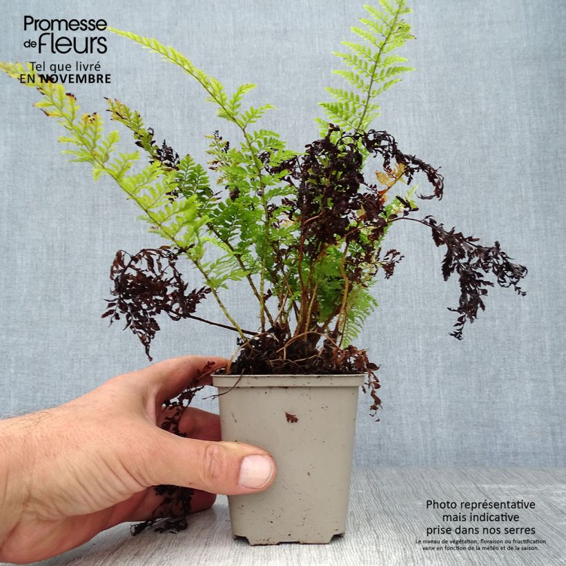 Ejemplar de Polystichum setiferum Proliferum - Helecho peludo Maceta de 8/9 cm entregado en otoño